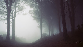 Mist in the Woods, mist, fog, light, trees, forest, Firefox Persona theme HD wallpaper