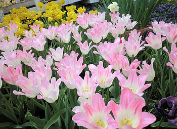 Flowers, Tulips, Greens, Flower Bed, Flowerbed, Disbanded, Loose, Spring HD wallpaper