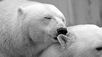 Couple, Bears HD wallpaper