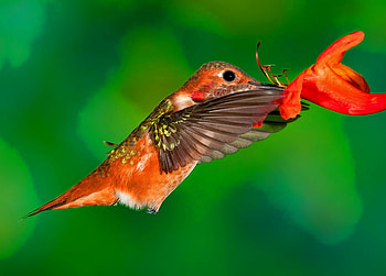 Better than Tim Hortons, sweet, nectar, bird, humming bird, flower, green HD wallpaper