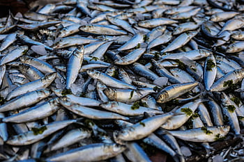A vibrant display of fresh sardines on ice at a market in Alexandria, Egypt. HD wallpaper