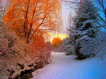 A vibrant winter scene in Pinehouse, SK, Canada with snow-covered trees and warm sunset hues. HD wallpaper