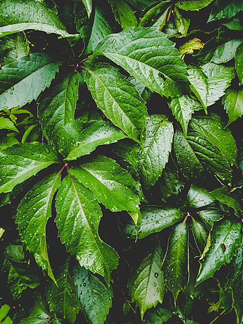 Leaves, Drops, Plant, Macro, Carved, Moisture HD phone wallpaper