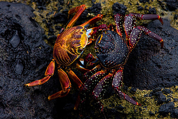 Crab, Form exercise ideas, Sea crab, Crustaceans HD wallpaper