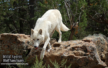 Sugar, white, timber, saying, black, wolves, , wolf, canislupus, howling, wolf art, wisdom HD wallpaper