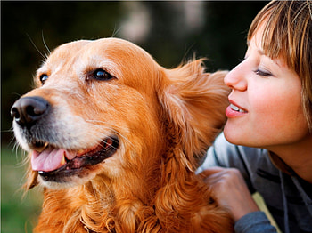 You hold such a special place in my heart, gentle, loyal, place, dogs, in my heart, beautiful, young girl, golden retriever, special, member, family, animals, love, friend, forever, together HD wallpaper