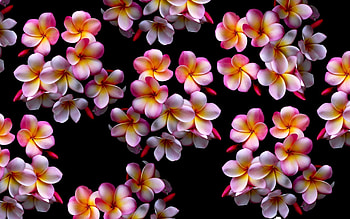 Pink plumeria, Soft and delicate, Beautiful and charming, Lovely flowers HD wallpaper