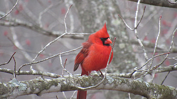The Old Red Bird, cardinal, bird, red, nature HD wallpaper