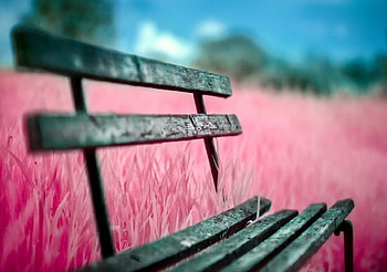 Fields of Pink, bench, pink, field, clouds, trees, sky HD wallpaper