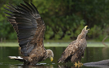 Animals, Birds, Water, Eagles, Predators, Couple, Pair HD wallpaper