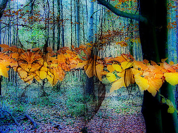 color nature, color, trees, cat, girl, forest HD wallpaper