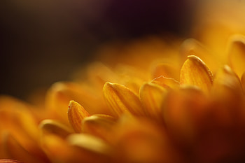 Gerbera, yellow, flower, close up, petals HD wallpaper