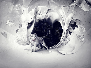 White, style, tiger, art HD wallpaper