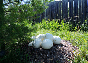 Dinosaur Eggs, Reptile Zoo, graphy, Grass, Animal, Nest, Sunshine HD wallpaper
