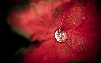 Background, Macro, Shine, Light, Sheet, Leaf, Drop HD wallpaper