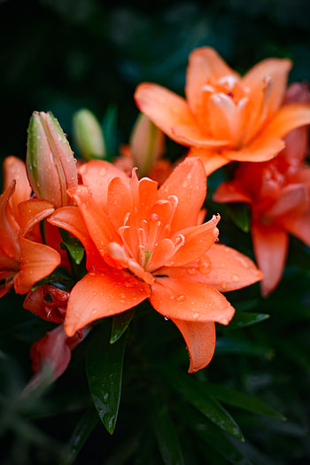Flowers, Lily, Dew HD phone wallpaper