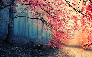 Immersive forest scenes, Dense foliage enshrouds, Wildlife sanctuary, Nature's hidden paradise HD wallpaper
