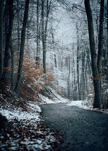 Winter, Nature, Trees, Snow, Forest, Track HD phone wallpaper