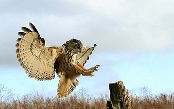 Animals, Grass, Owl, Bird, Predator, Stump, Penek HD wallpaper