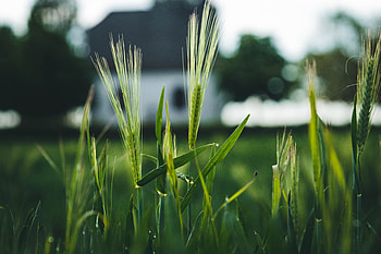 Cones, Macro, Field, Spikelets, Cereals, Rye HD wallpaper
