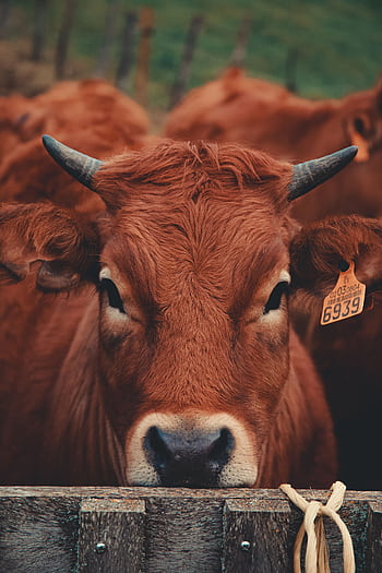 A close-up view of a brown cow with an ear tag standing on a farm, capturing its detailed features. HD phone wallpaper