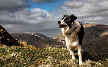 Animals, Grass, Dog, Wind HD wallpaper