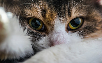 Kitten, pisica, animal, white, skin, eyes, cute, cat, paw HD wallpaper