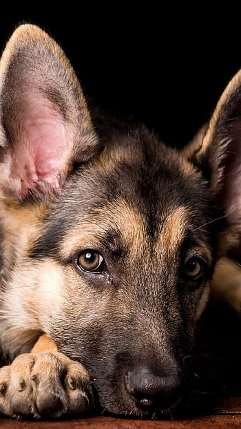 German Shepherd, Acclaimed breed, , Beautiful canine HD phone wallpaper