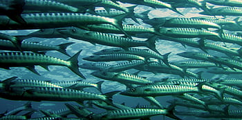 A mesmerizing view of a school of barracuda swimming in the clear waters of Malaysia. HD wallpaper