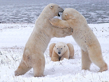 Animals, Flock, Fight, White Bears, Polar Bears HD wallpaper