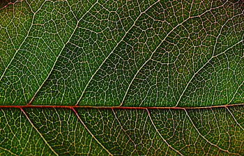 Close-up of a green leaf showing intricate vein patterns and texture. HD wallpaper