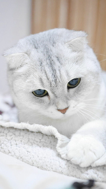 Chinchilla silver, Scottish Folds HD phone wallpaper