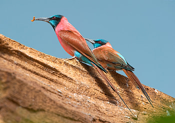 Northern Carmine Bee-eater, Animal, bee-eater HD wallpaper