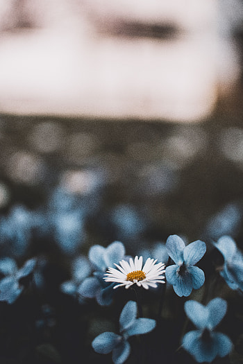 Flowers, Camomile, Blur, Smooth, Bloom, Flowering, Chamomile HD phone wallpaper