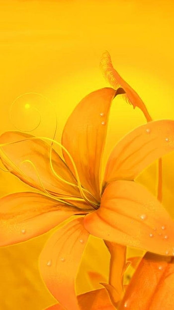 A Yellow, Floral, Yellow HD phone wallpaper