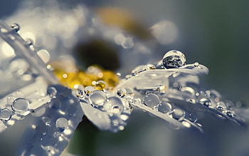 Plants, Flowers, Background, Drops HD wallpaper