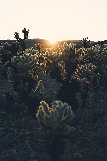 Plants, Nature, Cactuses, Sunset, Sun, Sunlight HD phone wallpaper