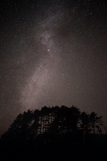 Trees, Universe, Stars, Dark, Starry Sky, Nebula HD phone wallpaper