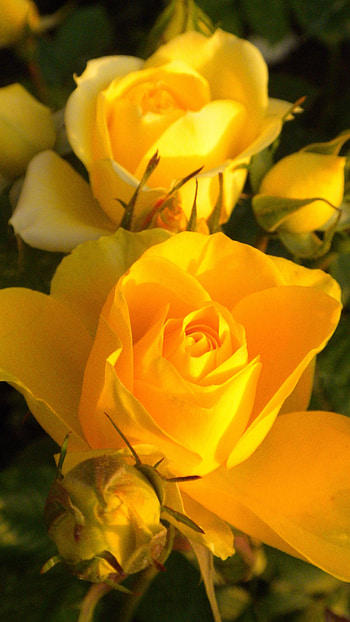 Yellow Rose, Beautiful, Rose, Flower HD phone wallpaper