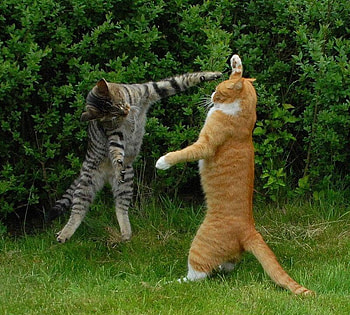 silly cats, cats, stupid, funny, silly HD wallpaper