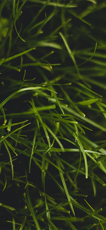 Grass threads, Plant macro, Samsung Galaxy S8 HD phone wallpaper