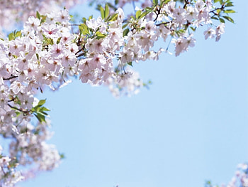Plants, Flowers HD wallpaper
