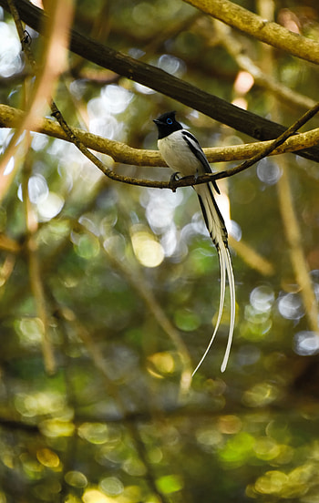 Animals, Bird, Tropical, Tail, Paradise Flycatcher HD phone wallpaper