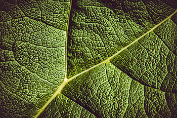 Close up, veins, green, leaf HD wallpaper