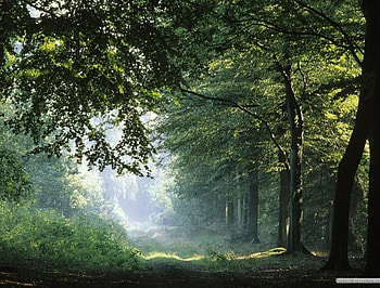 LATE AFTERNOON WALK, sunshine, pathways, sundown, forests, dusk, twilight, lanes, trees, roads HD wallpaper