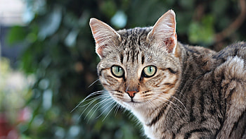 Brown Black Cat Is Standing In Blur Bokeh Background With Stare Look Cat HD wallpaper