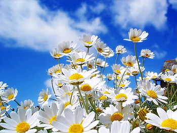 Plants, Flowers, Camomile HD wallpaper