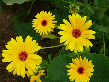 Flowers, Greens, Flower Bed, Flowerbed, Garden HD wallpaper