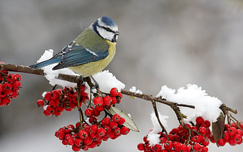 Animals, Birds HD wallpaper