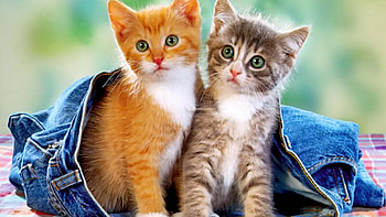 Kittens in jeans, jean, kitten, cute, cat HD wallpaper